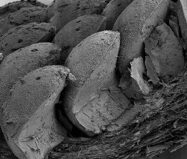 biologically-inspired-lessons-chiton-scales-design-flexible-armors